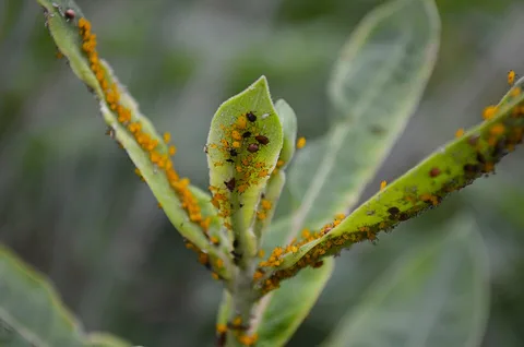 A dense aphid colony on new growth