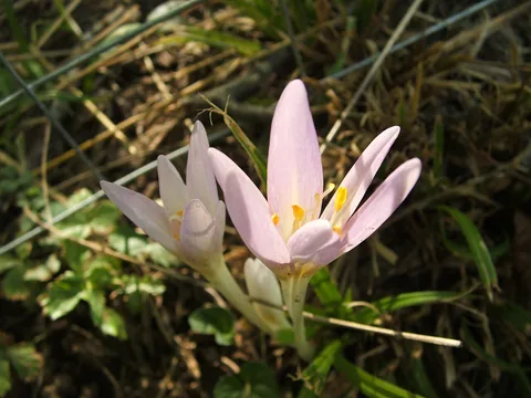 Autumn crocus flowers rising leafless from bare ground