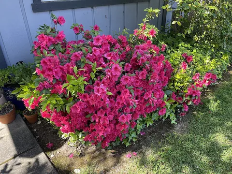 An azalea shrub covered in flowers