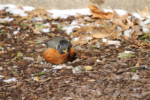 An American robin eating a berry