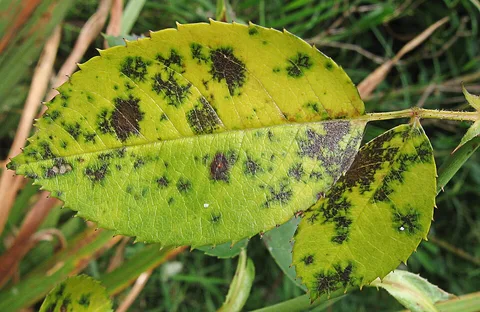 Black spot on a rose leaf