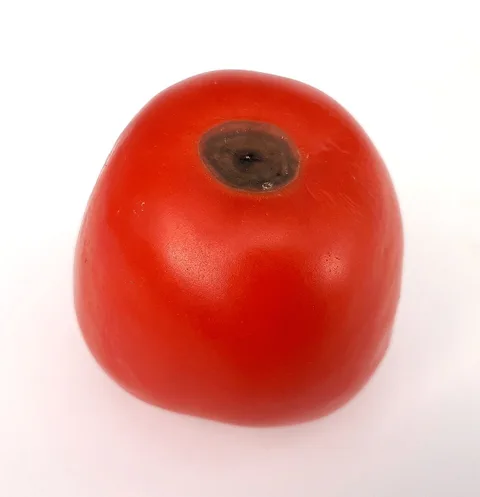 Blossom-end rot on a tomato