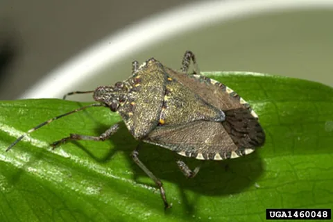 An adult brown marmorated stink bug on a leaf