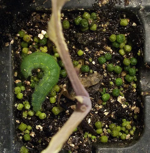 An imported cabbageworm and its frass