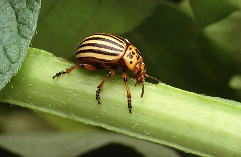 An adult Colorado potato beetle