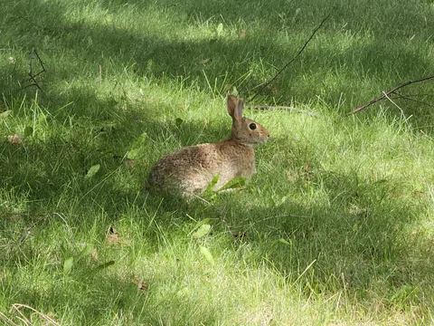An eastern cottontail rabbit