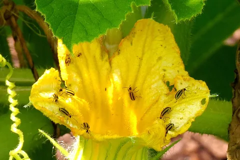Striped cucumber beetles on a squash blossom