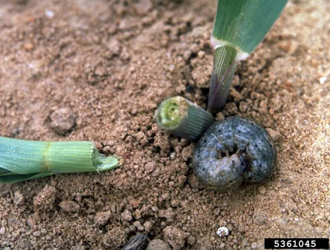 A cutworm curled beside a clipped seedling
