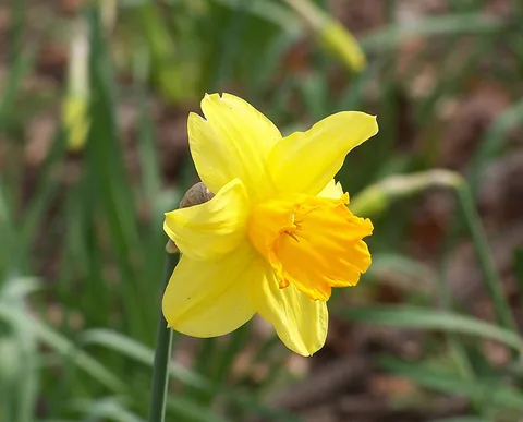 A yellow trumpet daffodil flower