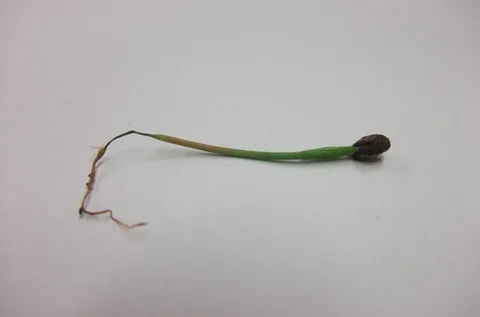 A seedling collapsed at the soil line by damping-off