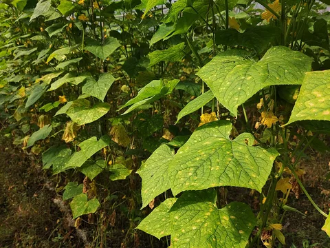 Downy mildew's angular yellow patches on cucumber