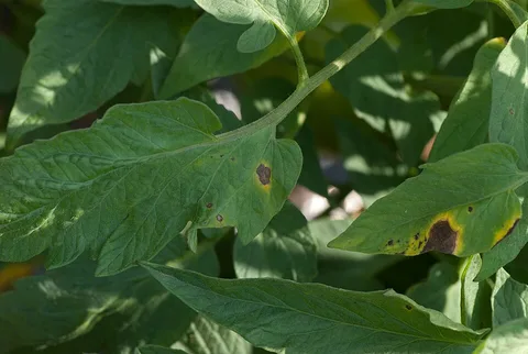 Early blight's target-ring lesions on tomato