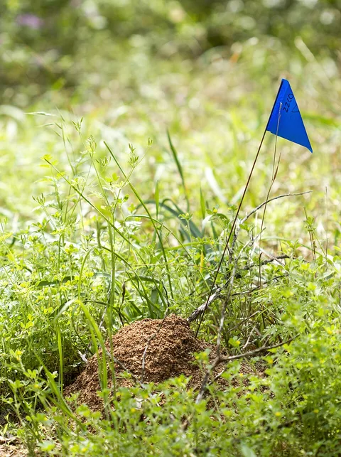 A fire-ant mound