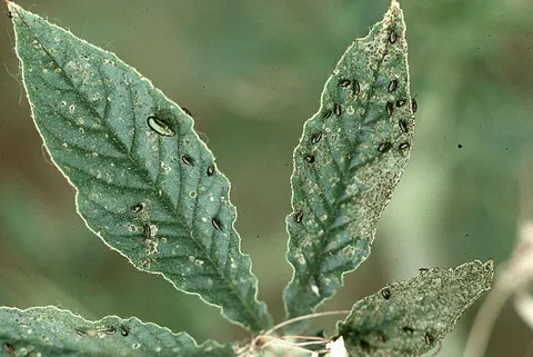 Flea beetles and their shot-hole damage
