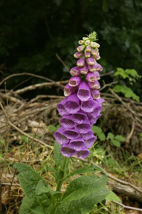 A foxglove's tall spike of tubular flowers