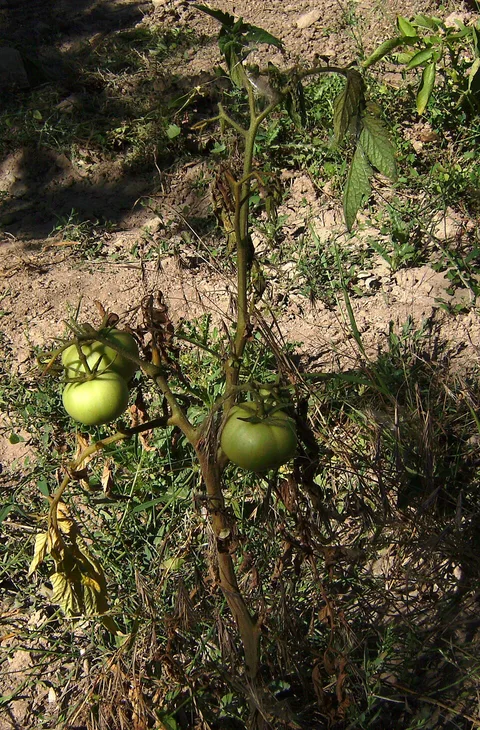 A tomato plant collapsing from vascular wilt