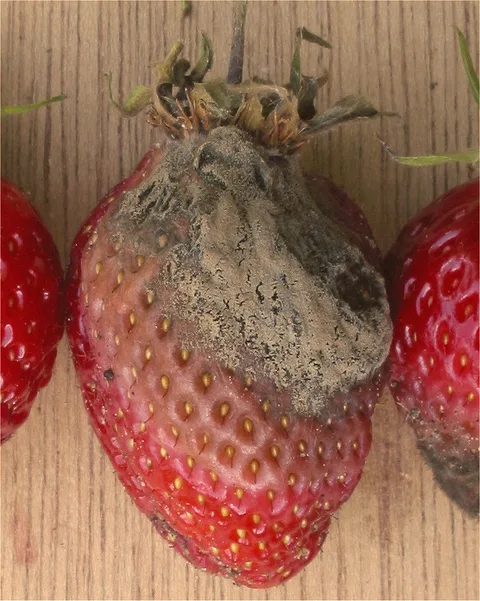 Gray mold (Botrytis) on a strawberry