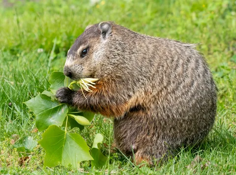 A groundhog feeding