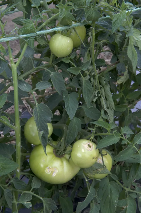 Tomato leaves shredded by hail