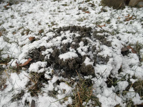 Frost heaving lifting soil
