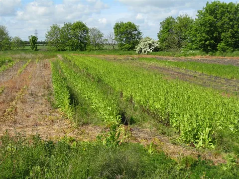 Lettuce bolting to seed in heat