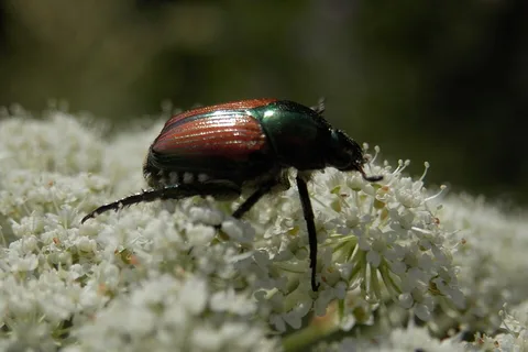 An adult Japanese beetle