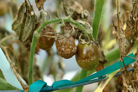 Late blight rotting tomato fruit