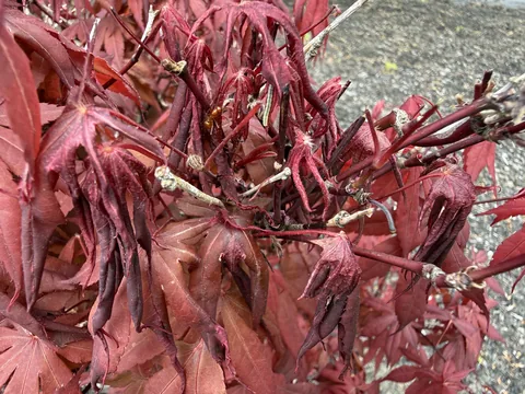 Leaves damaged by a late spring frost