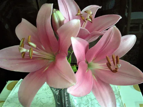 An oriental lily in full bloom