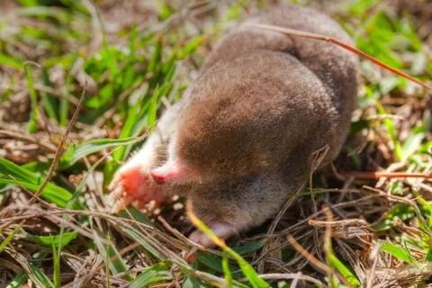 An eastern mole
