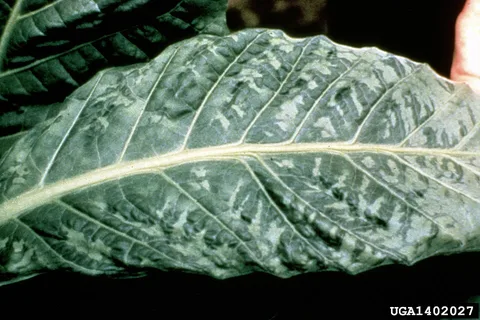 Mosaic-virus mottling on a leaf