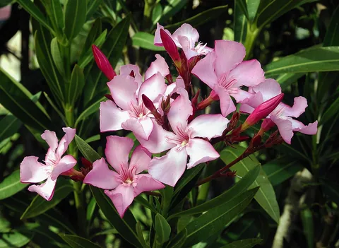 Oleander's pink flowers and long narrow leaves