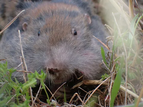 A pocket gopher