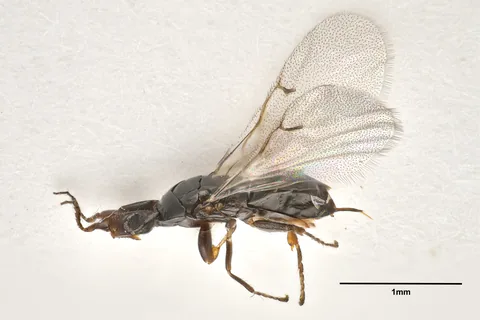 A female fig wasp specimen photographed beside a one-millimetre scale bar