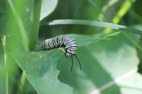 A monarch caterpillar feeding on a common milkweed leaf