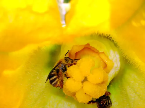 A squash bee on the pollen-covered anthers inside a squash blossom