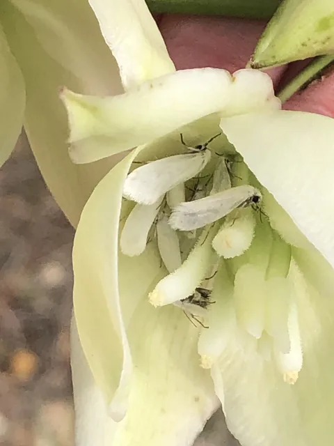 Small white yucca moths among the stamens inside an open yucca flower