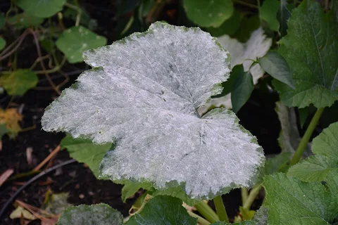Powdery mildew coating a squash leaf