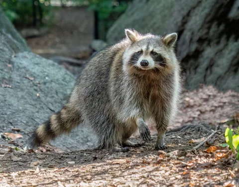 A raccoon