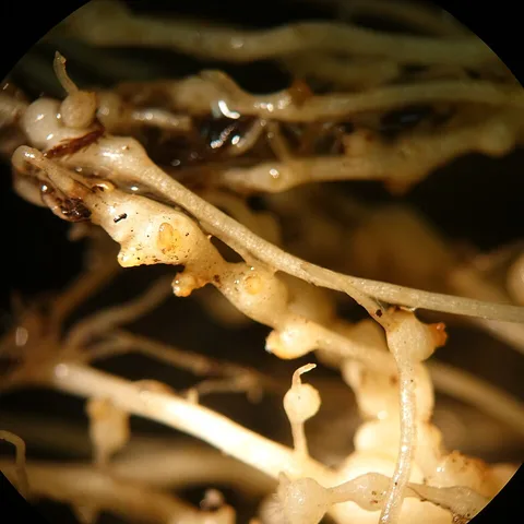 Root-knot nematode galls on roots