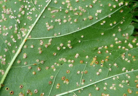 Rust pustules on a hollyhock leaf underside