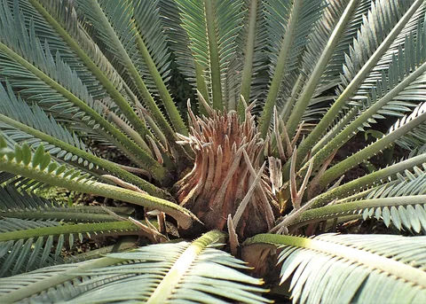 A sago palm's stiff, feather-like fronds