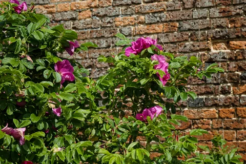 A salt-tolerant rugosa rose hedge