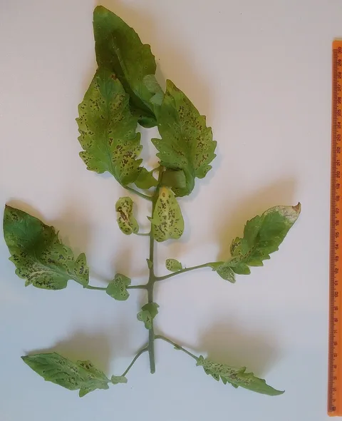 Septoria's many small spots on a tomato leaf