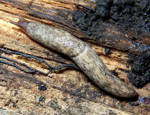 A grey field slug