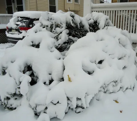 Shrub branches bent under snow load