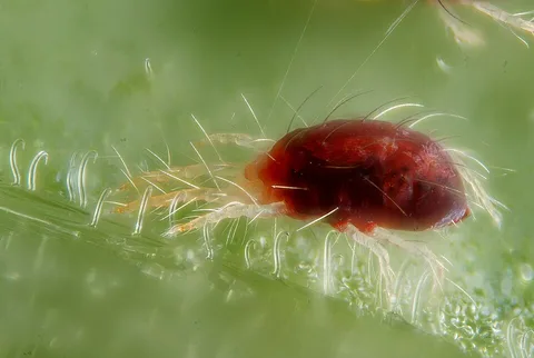 A spider mite and its silk webbing