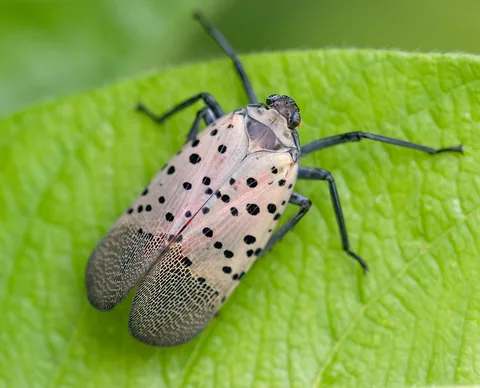 An adult spotted lanternfly at rest