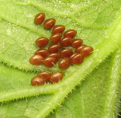 A squash-bug egg cluster on a leaf underside