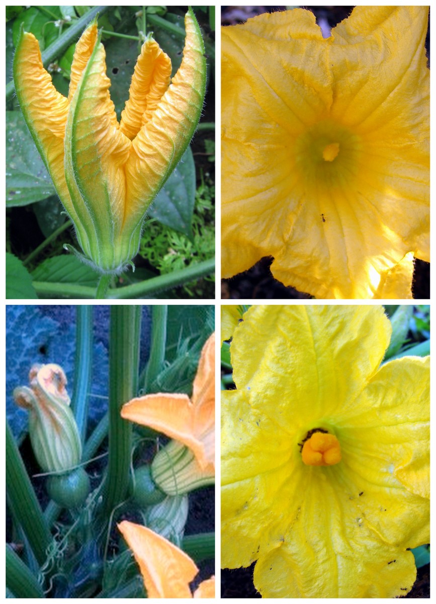 Squash flowers compared: male flowers above, female flowers below, each female with a small immature fruit behind the bloom.